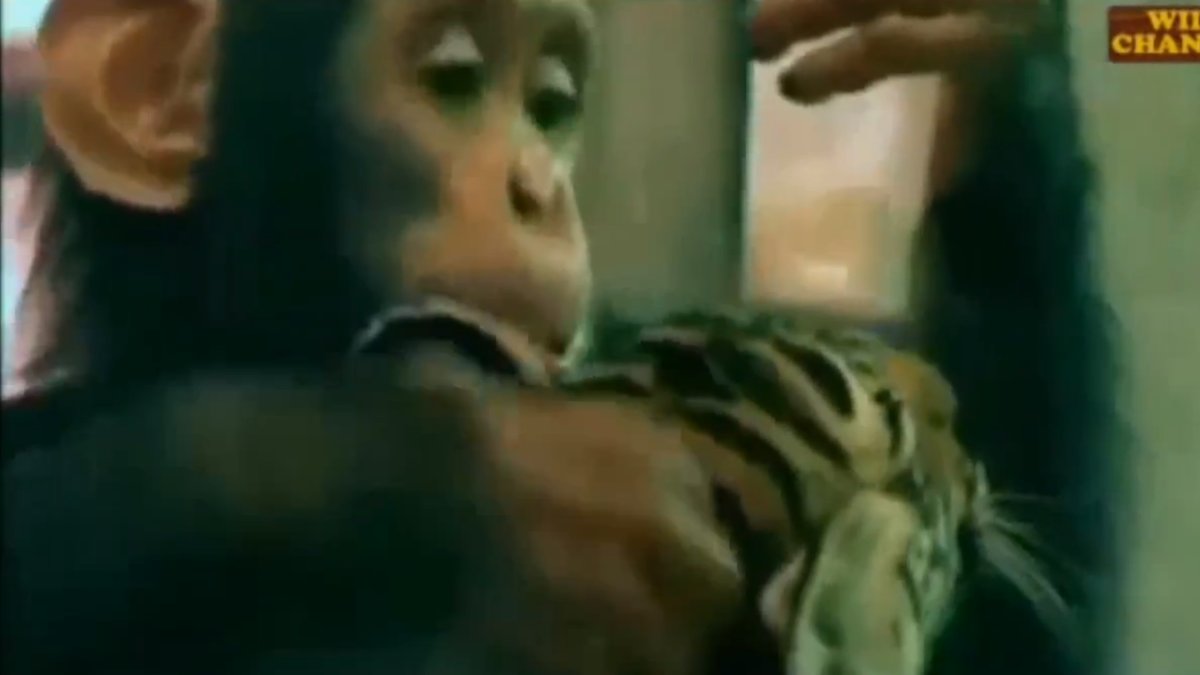 En chimpans som matar en tigerunge med nappflaska. Kan det bli sötare än så?